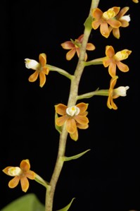 Encyclia ochracea Small Surprise CHM/AOS 82 pts. Flower